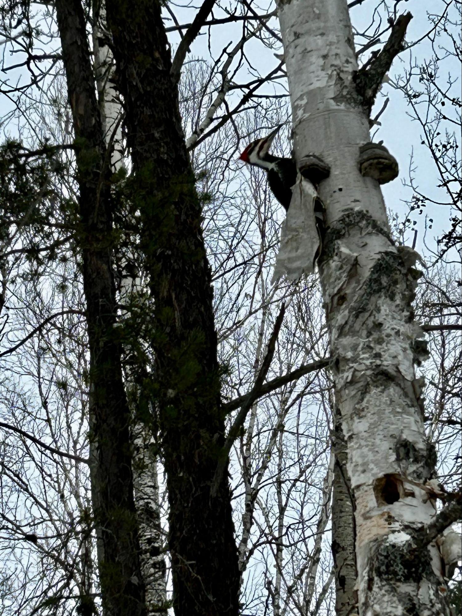 Property tree assessment — Lynx Tree Care