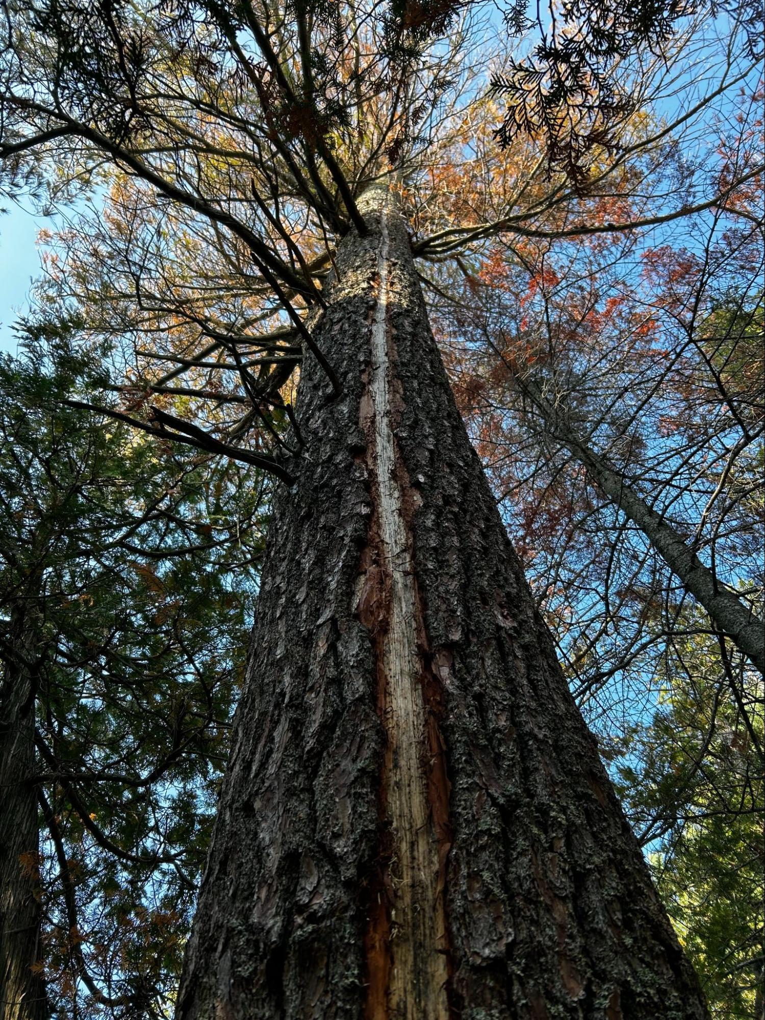 Property tree assessment — Lynx Tree Care