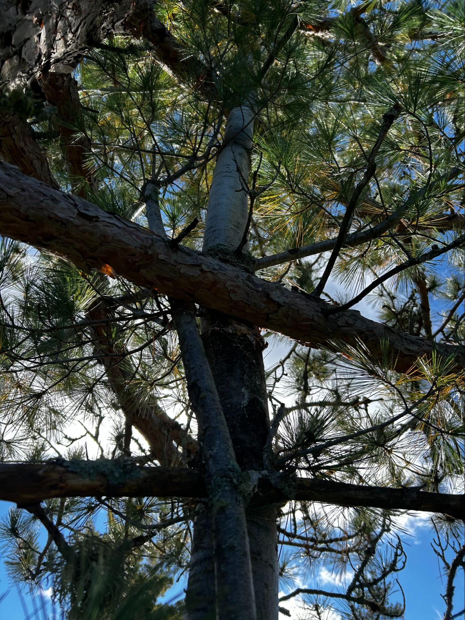 Property tree assessment — Lynx Tree Care