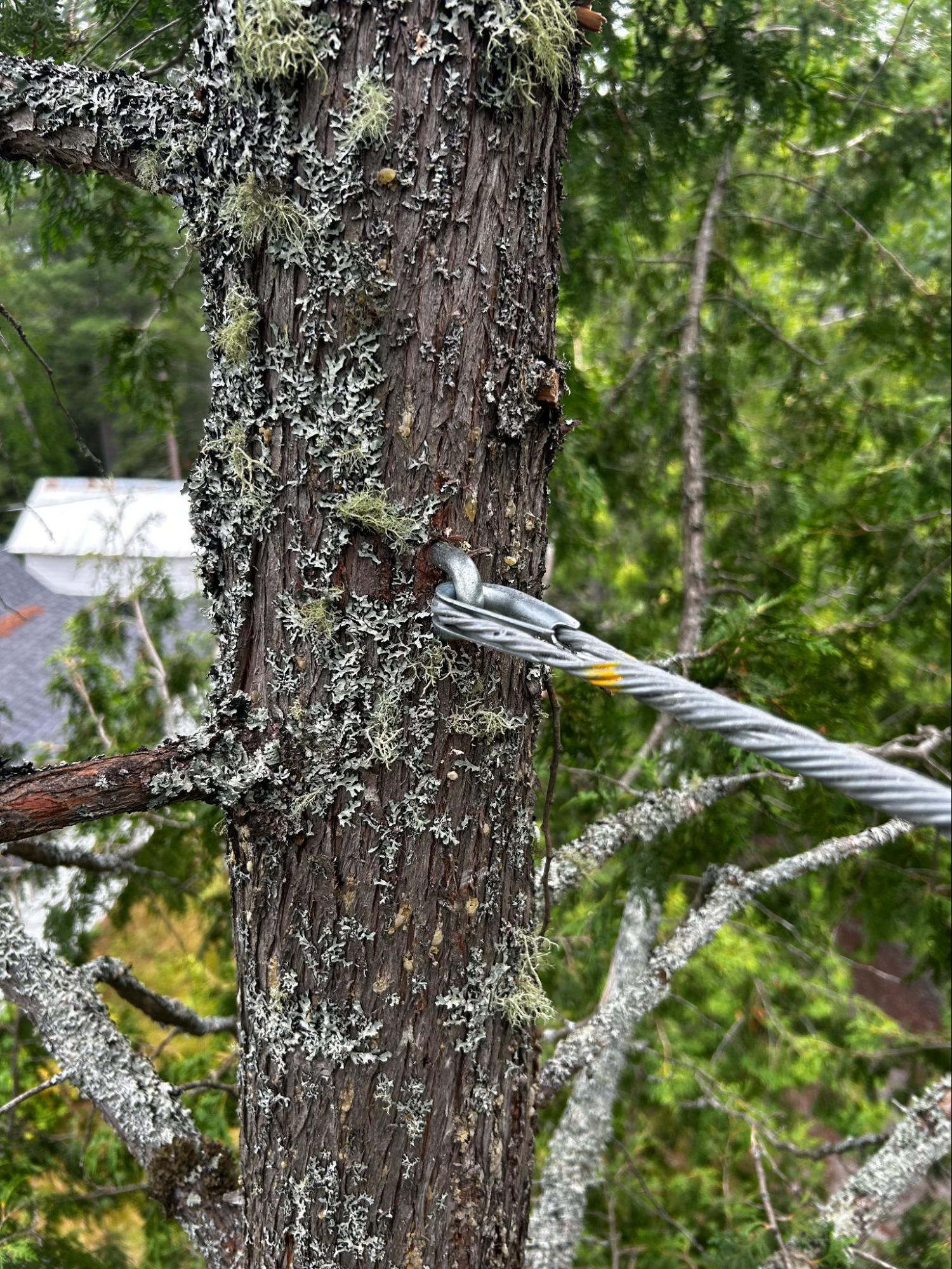 Tree cabling and bracing — Lynx Tree Care