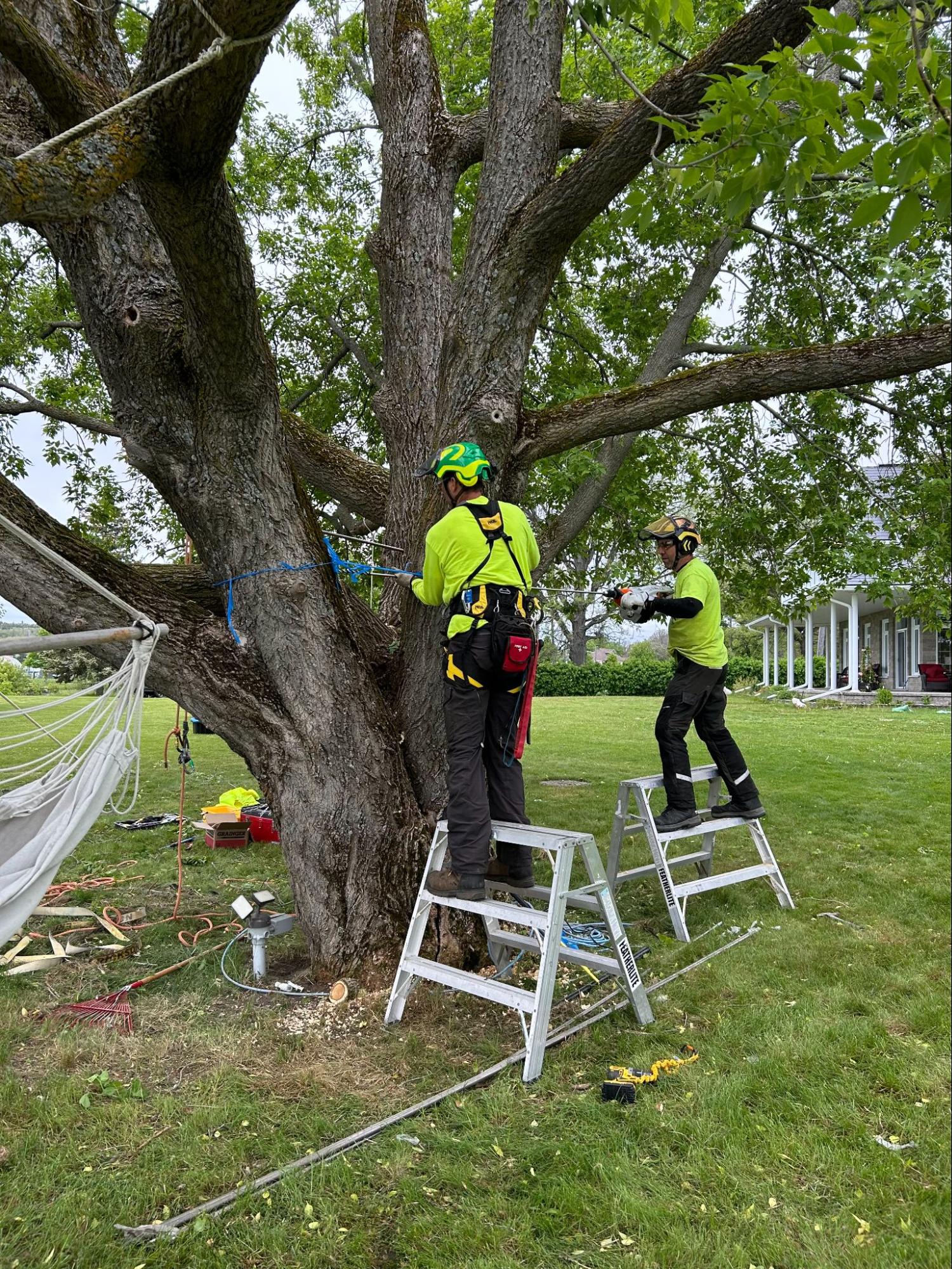 Tree cabling and bracing — Lynx Tree Care
