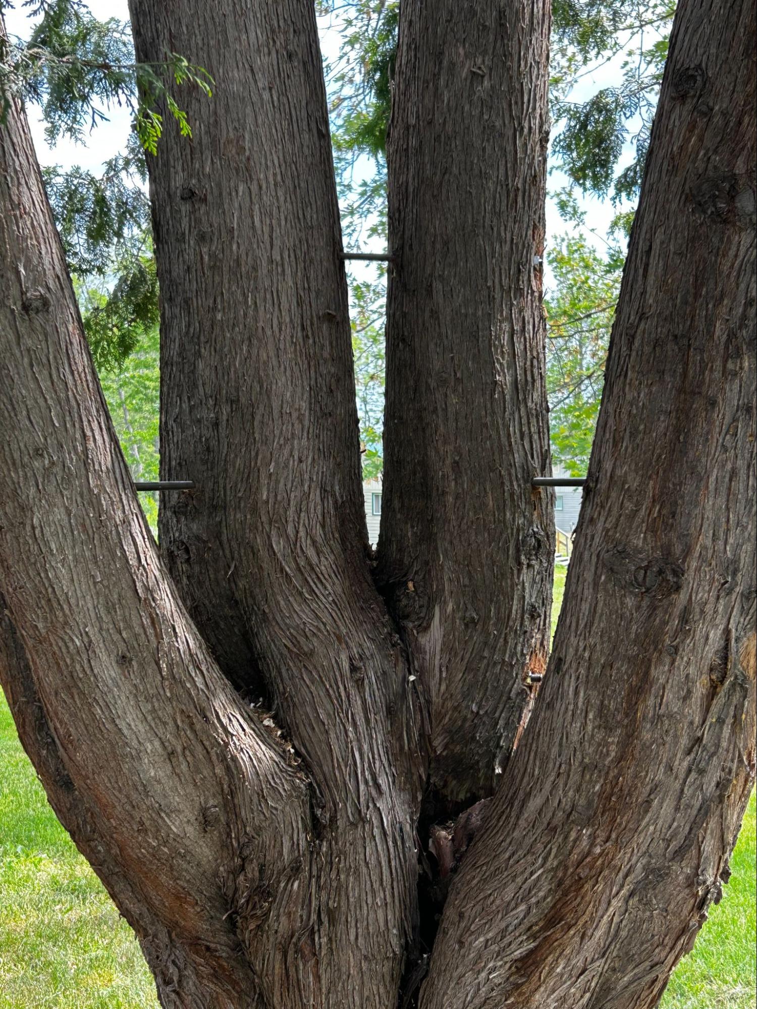 Tree cabling and bracing — Lynx Tree Care