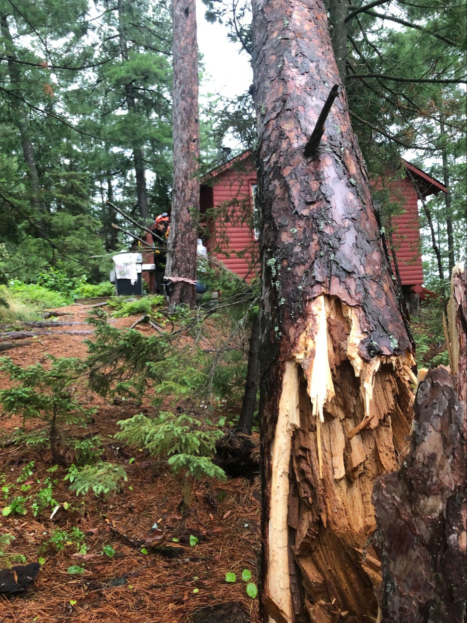 24/7 emergency tree service — Lynx Tree Care