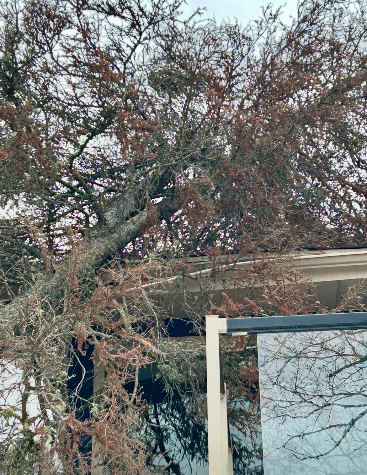 24/7 emergency tree service — Lynx Tree Care