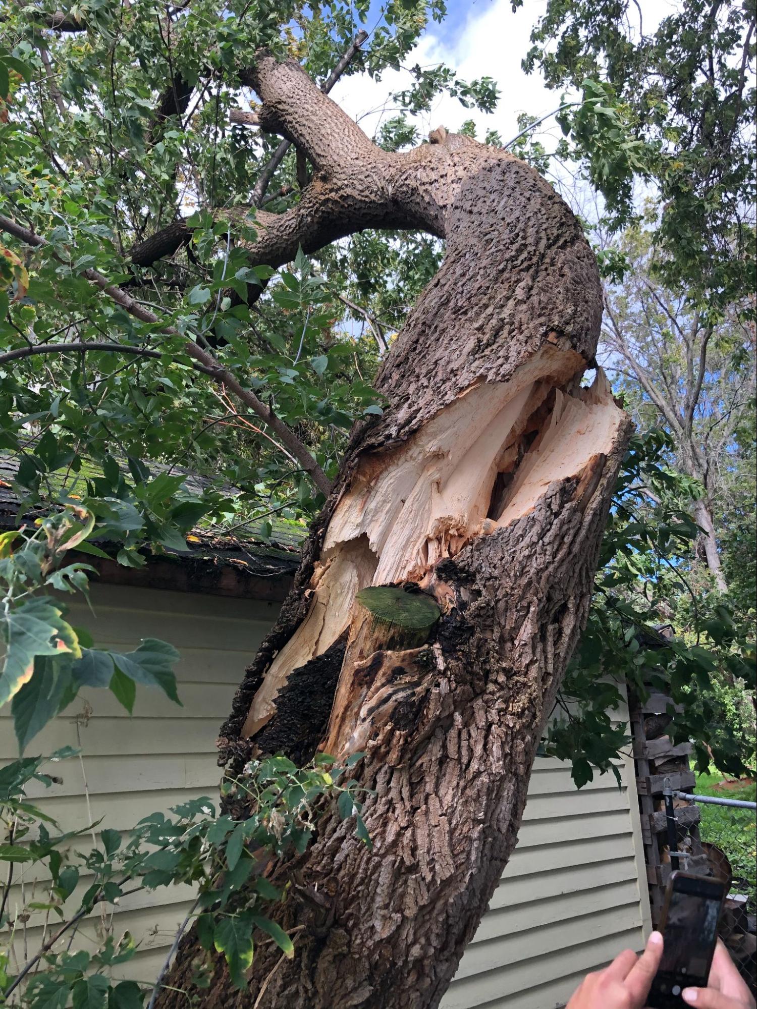 24/7 emergency tree service — Lynx Tree Care