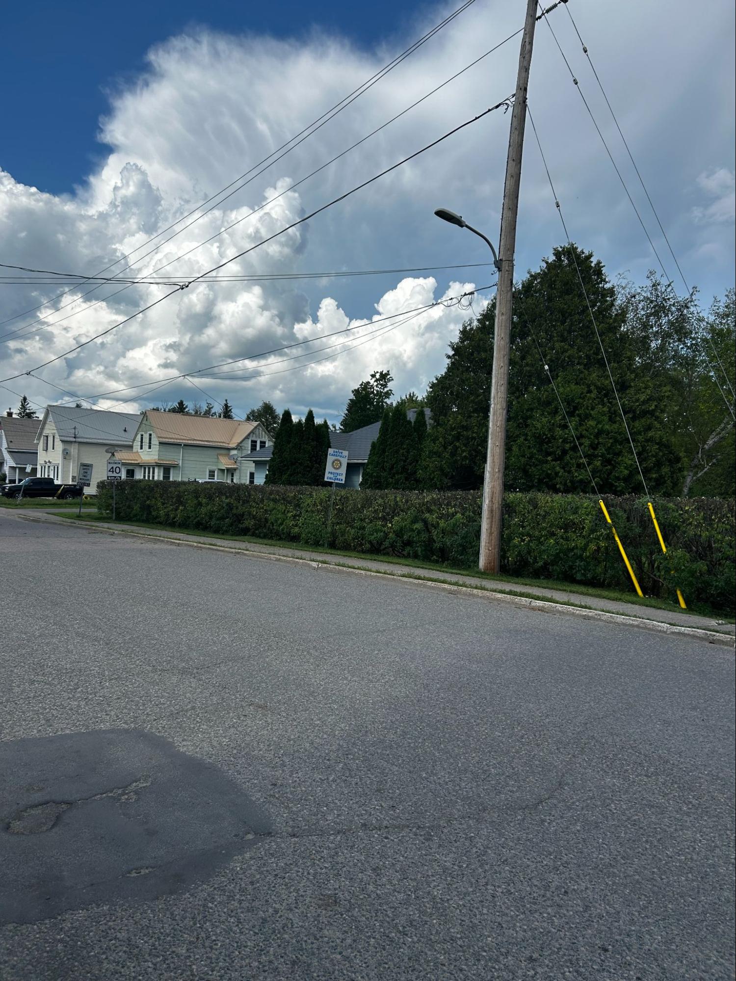 Hedge trimming — Lynx Tree Care