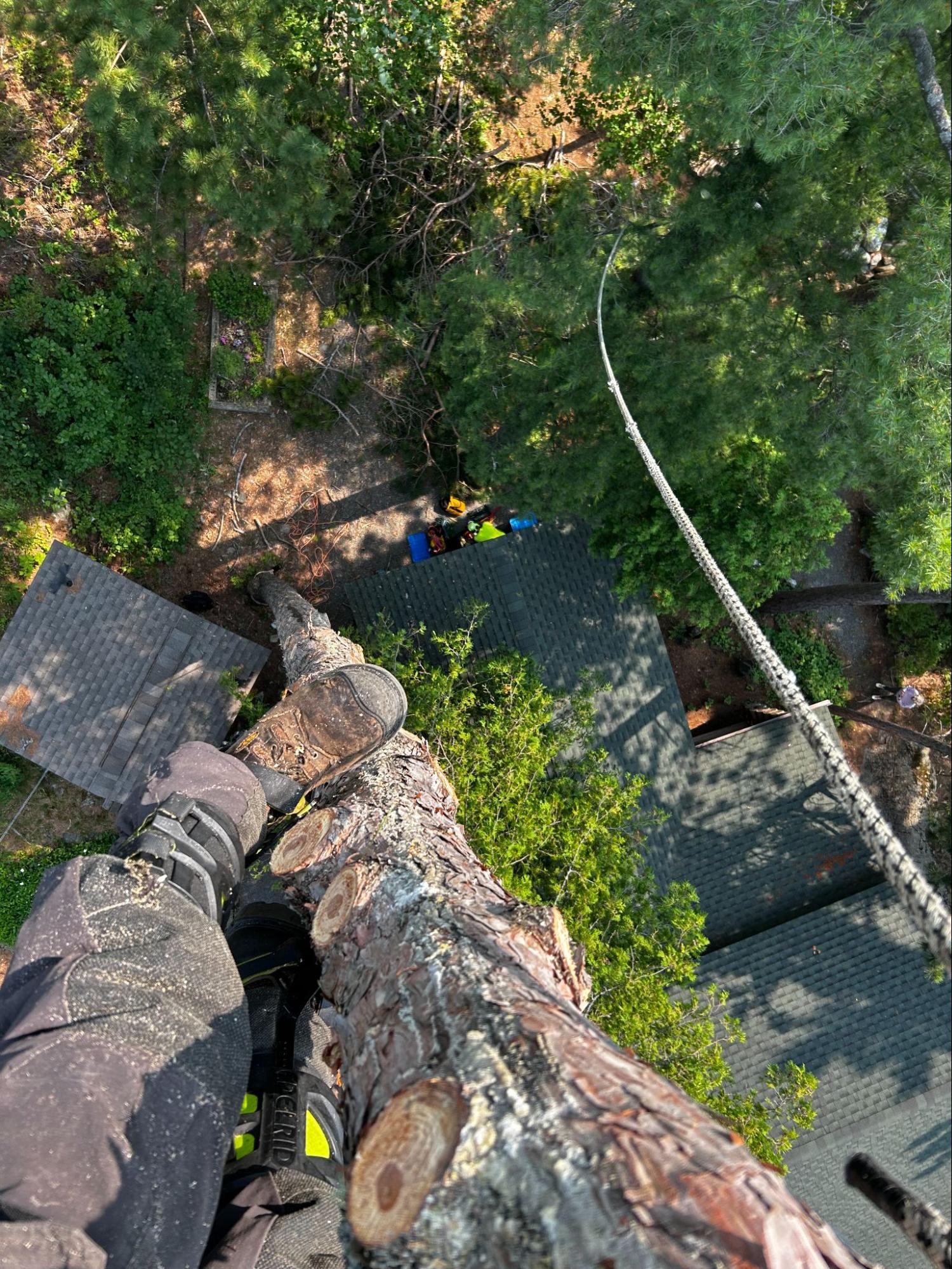 Lynx Tree Care — image1