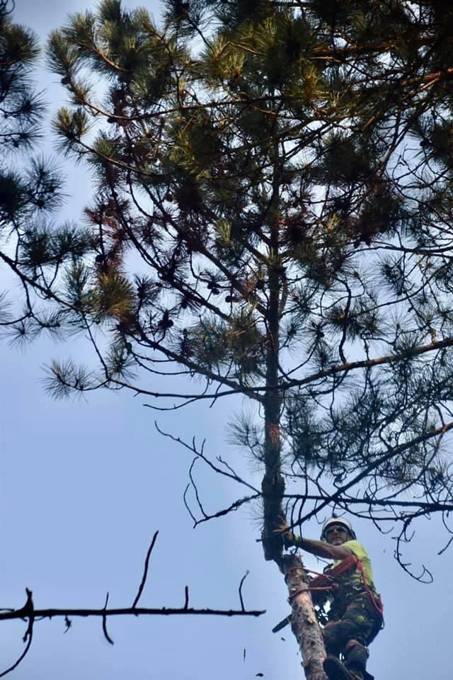 Lynx Tree Care — image11