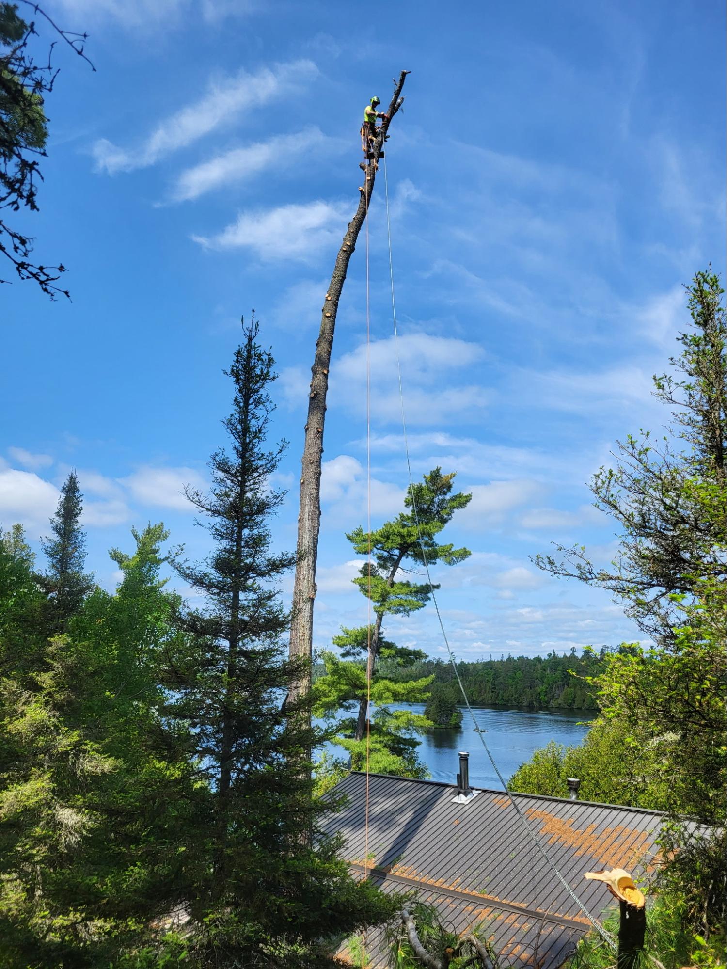 Lynx Tree Care — image15