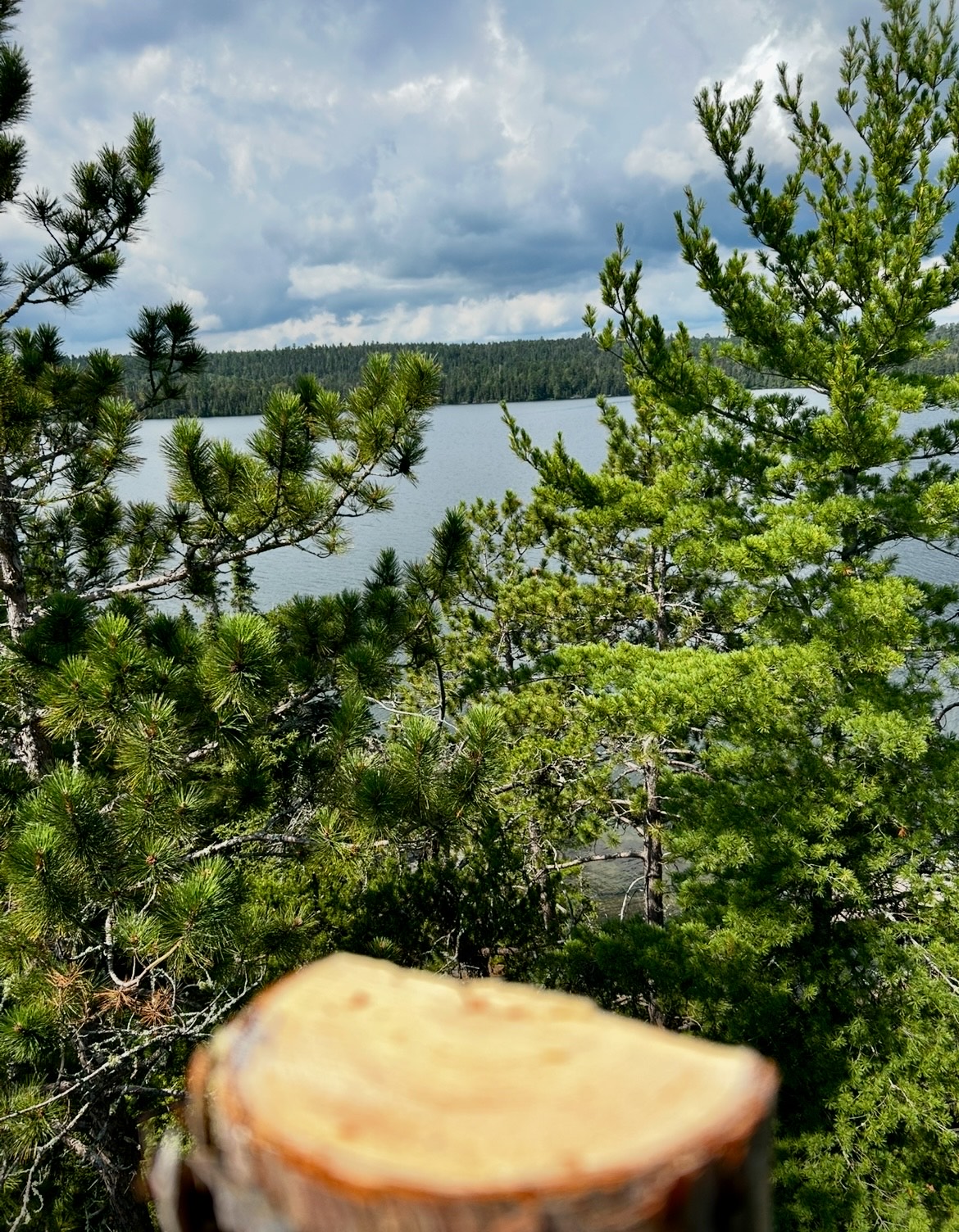 Lynx Tree Care — image17