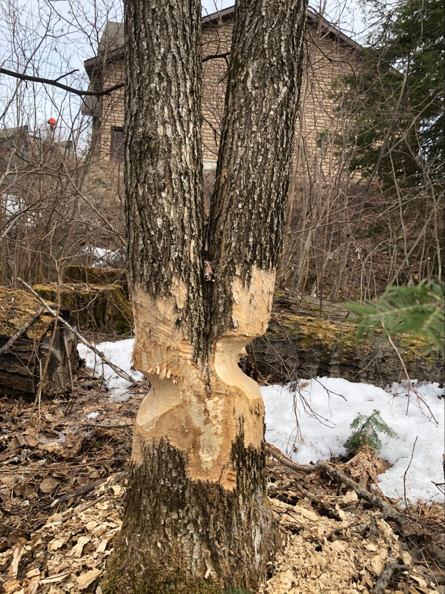 Lynx Tree Care — image2