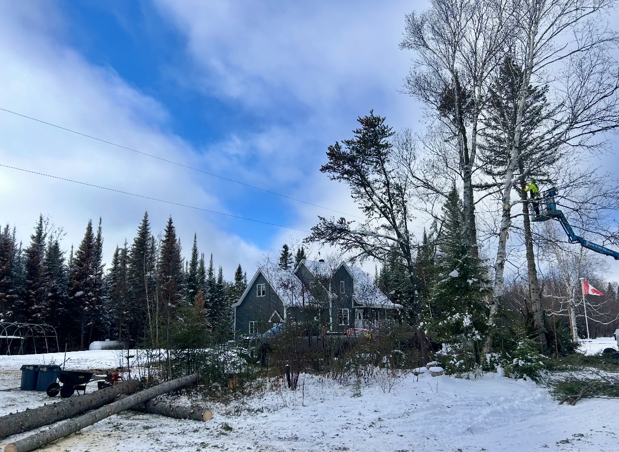 Lynx Tree Care — image21