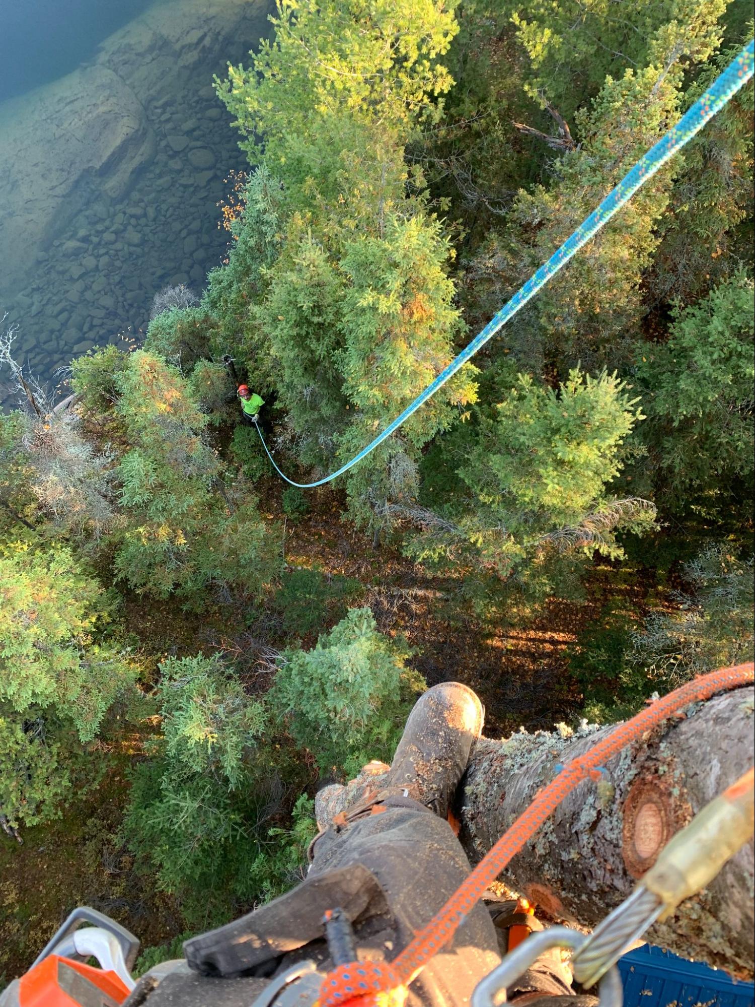 Lynx Tree Care — image23