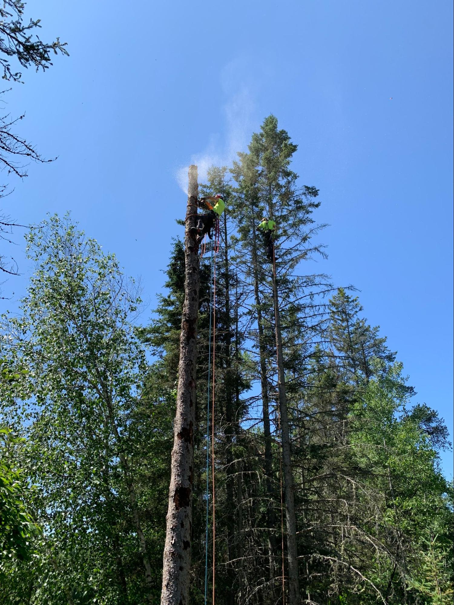 Lynx Tree Care — image25