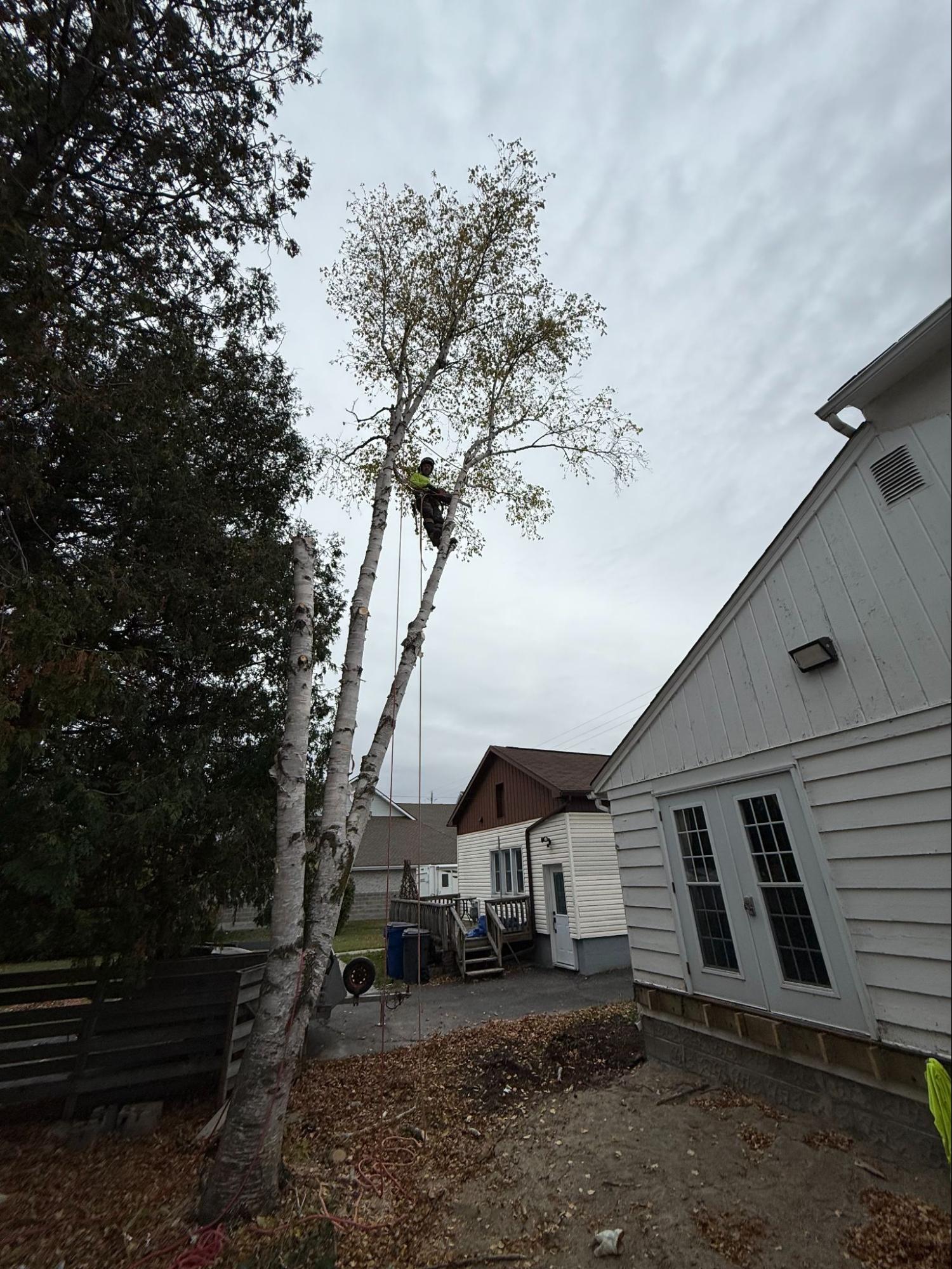 Lynx Tree Care — image29