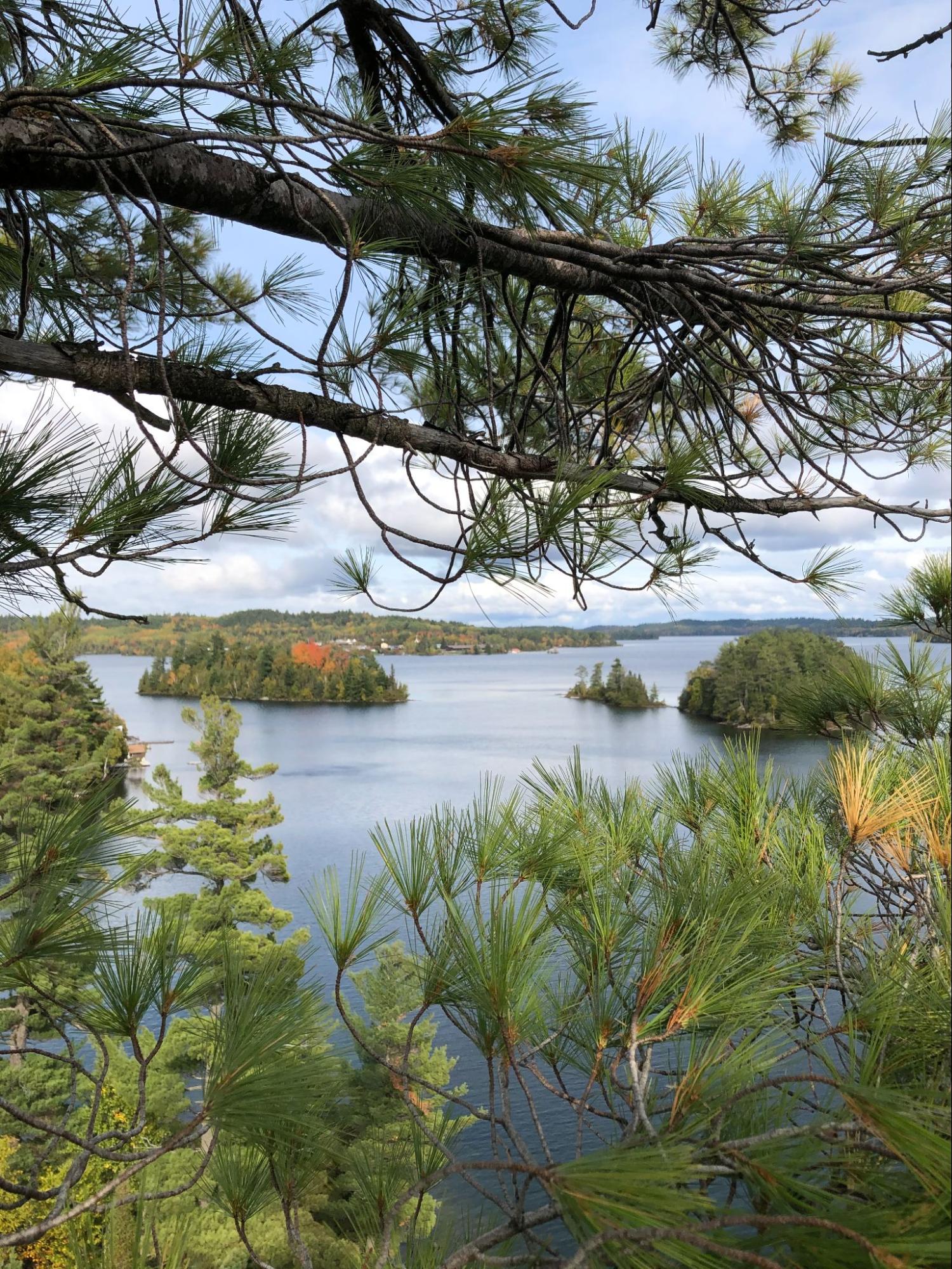 Lynx Tree Care — image31