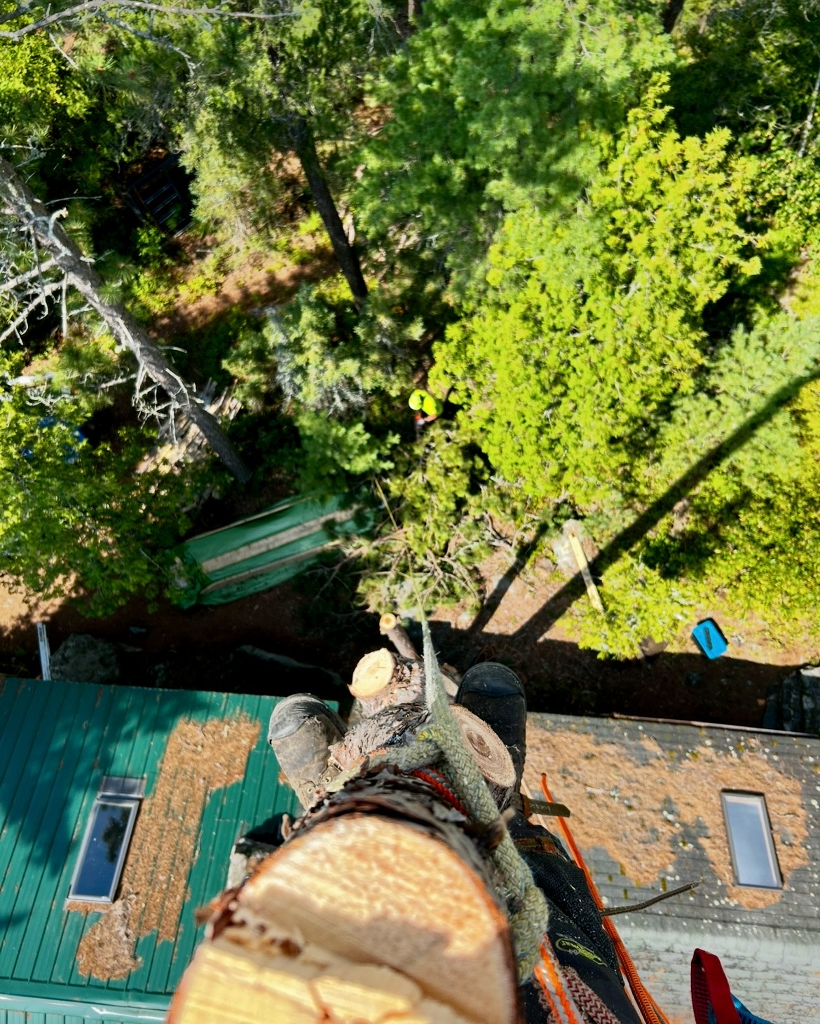 Lynx Tree Care — image32