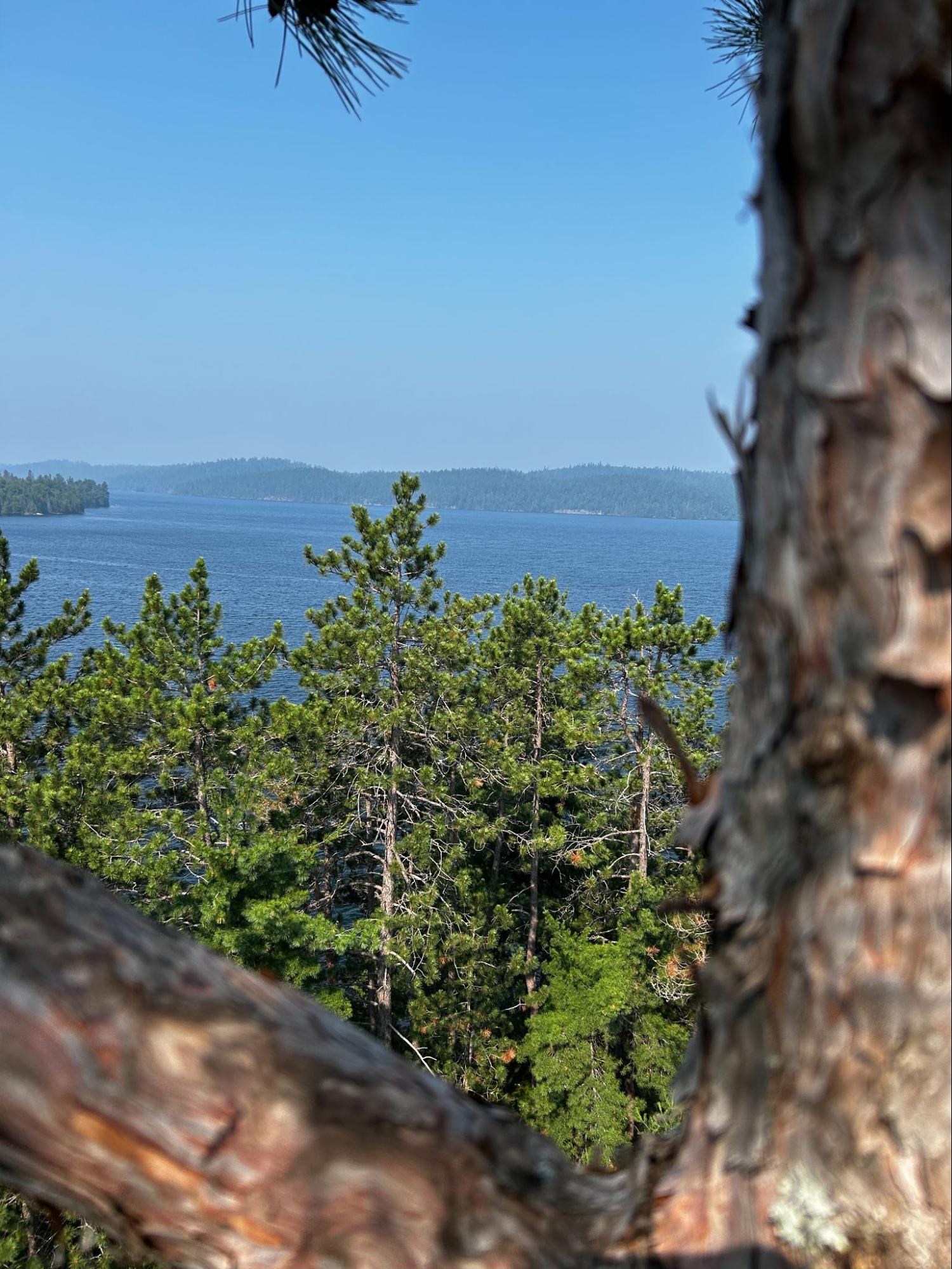 Lynx Tree Care — image33