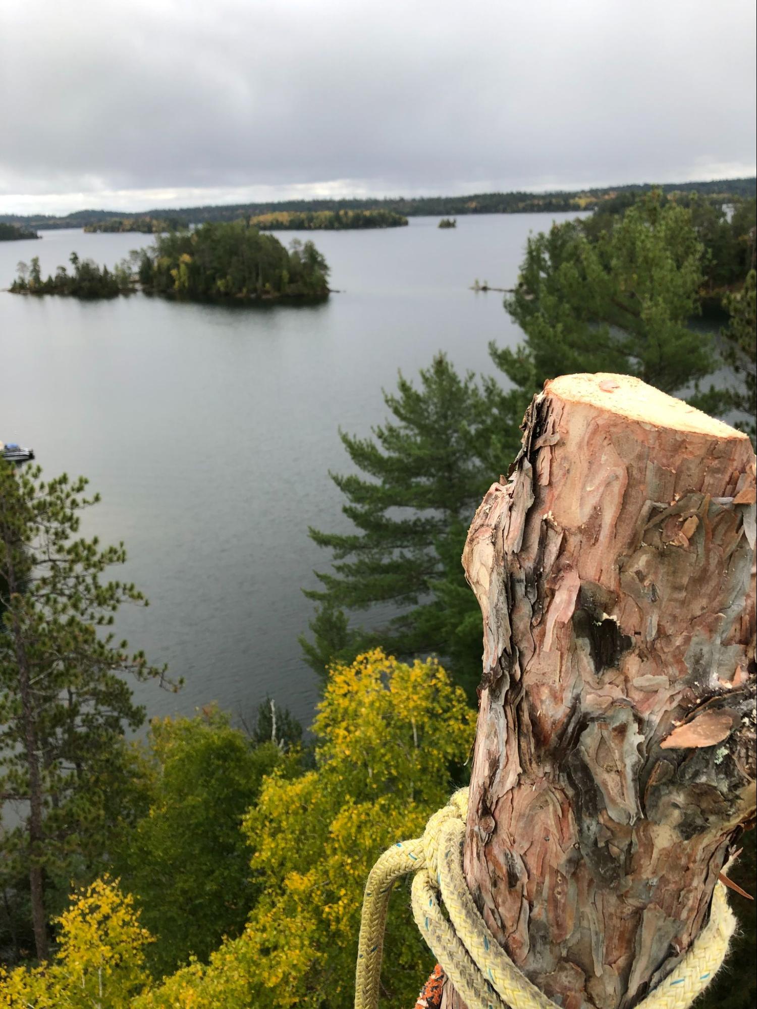 Lynx Tree Care — image36