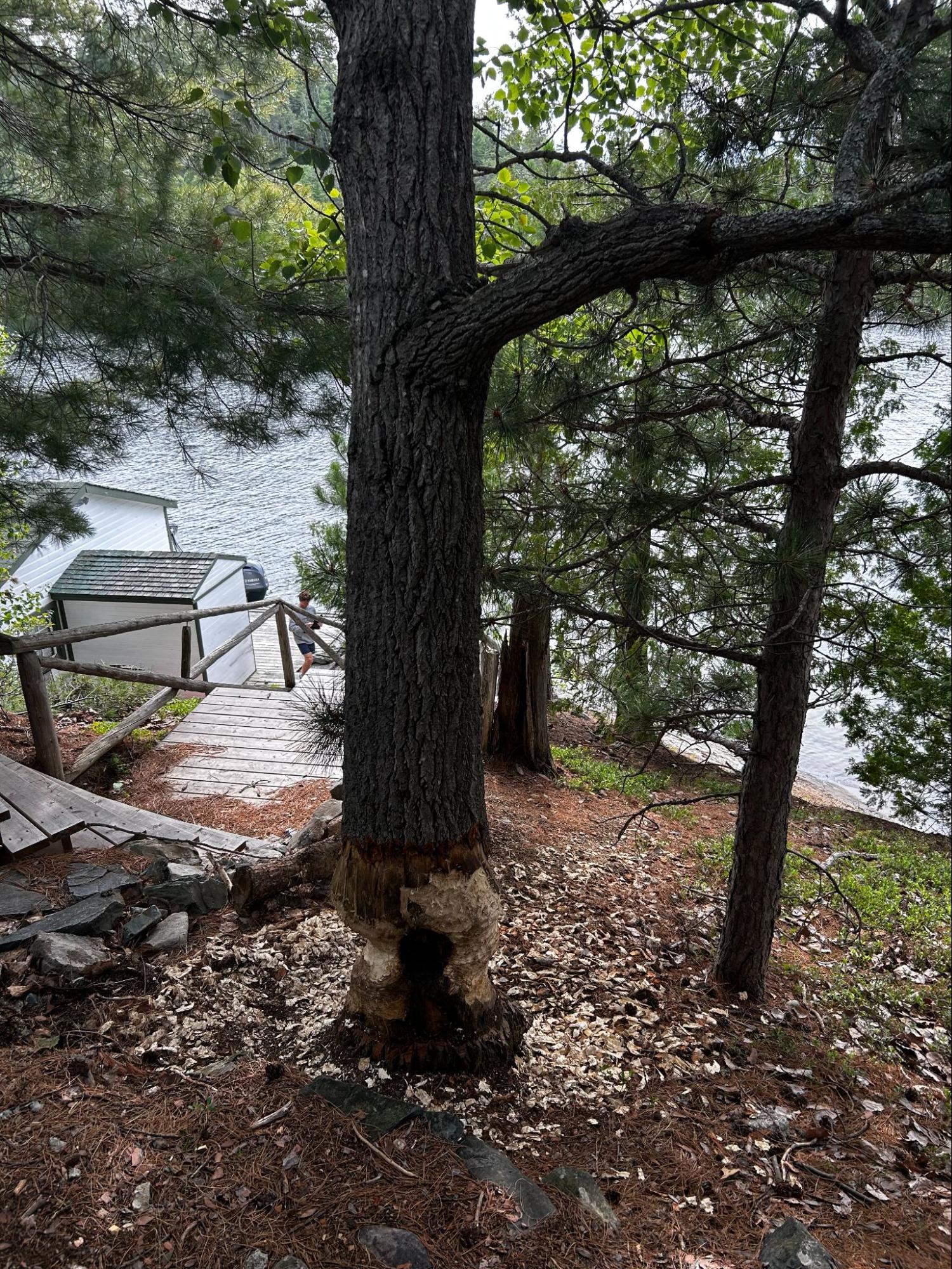 Lynx Tree Care — image37