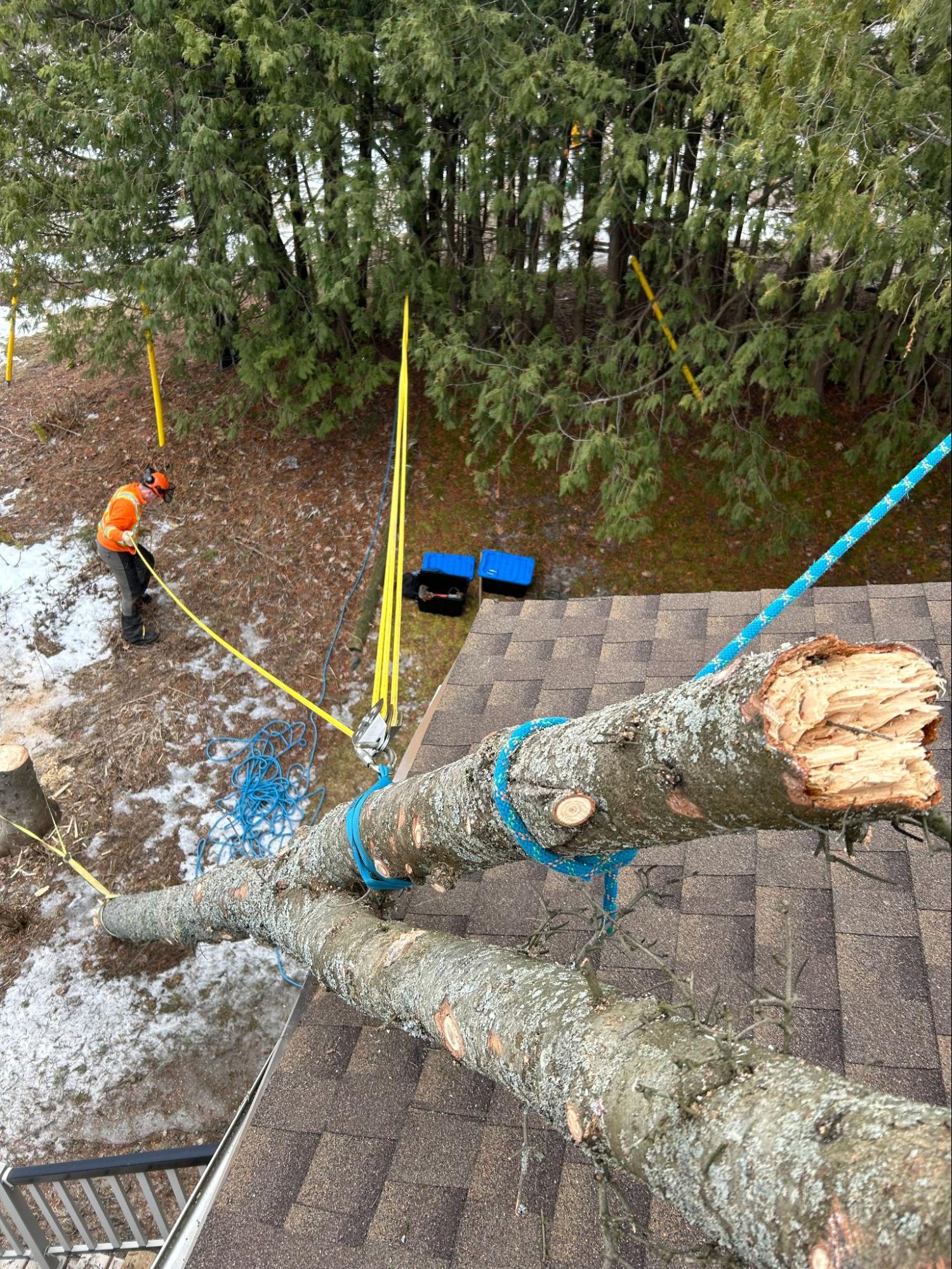 Lynx Tree Care — image38