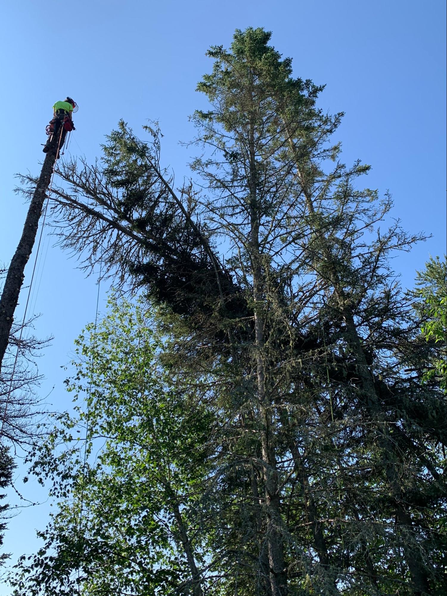 Lynx Tree Care — image41