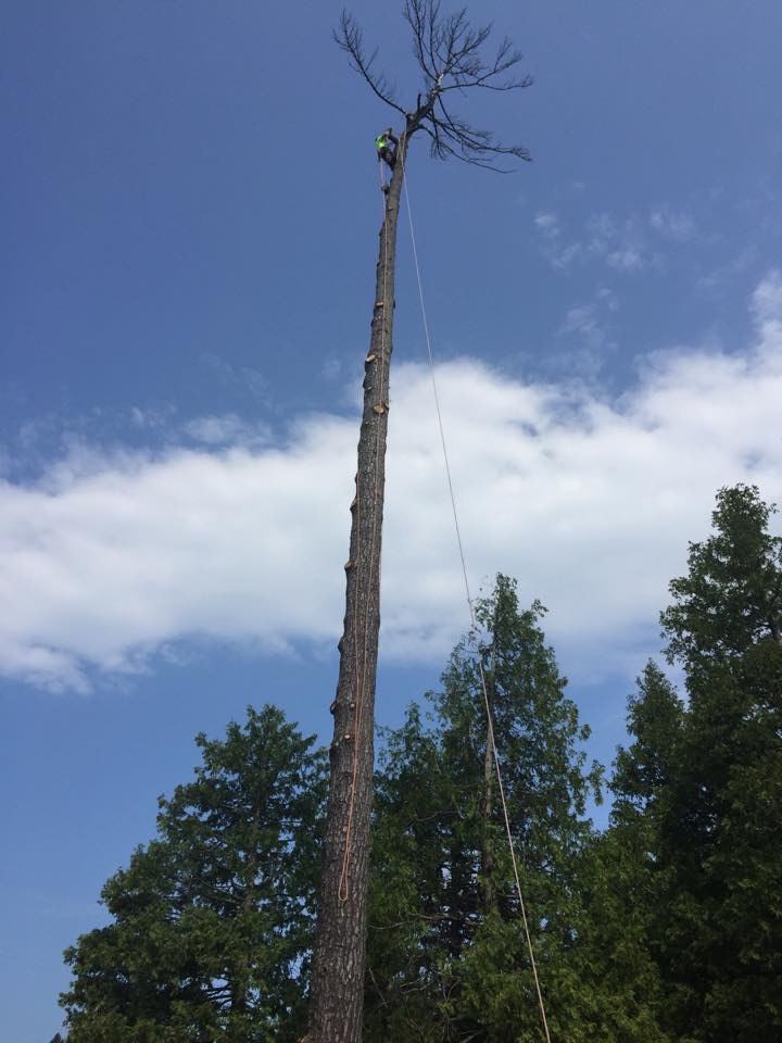 Lynx Tree Care — image42