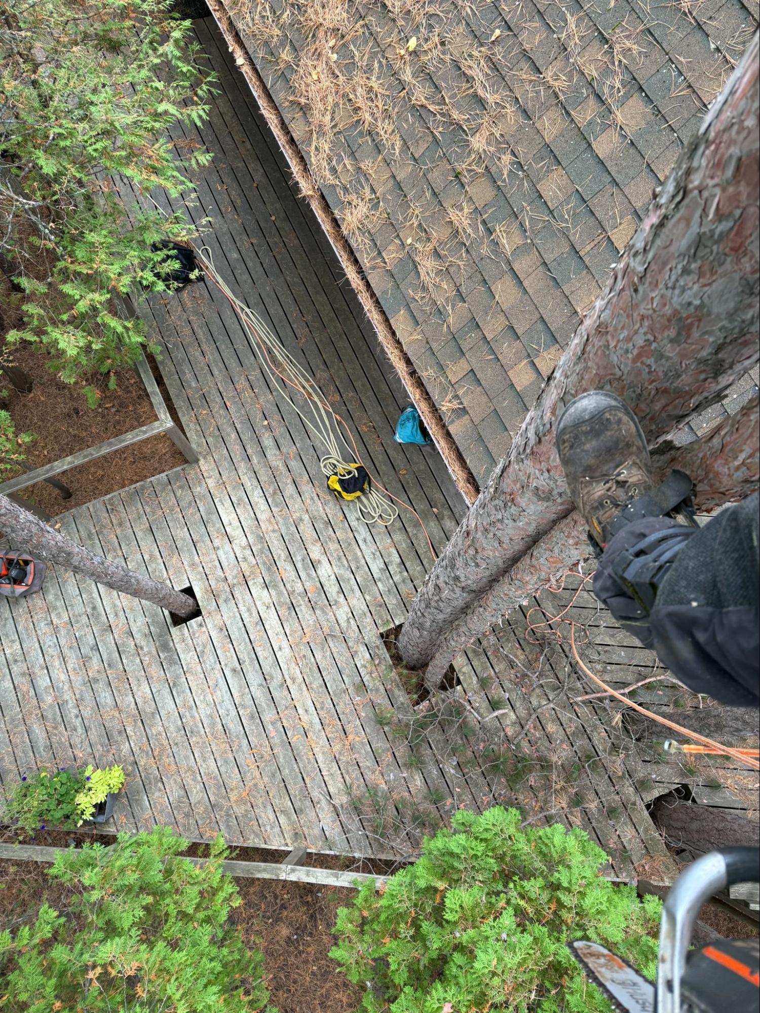 Lynx Tree Care — image43