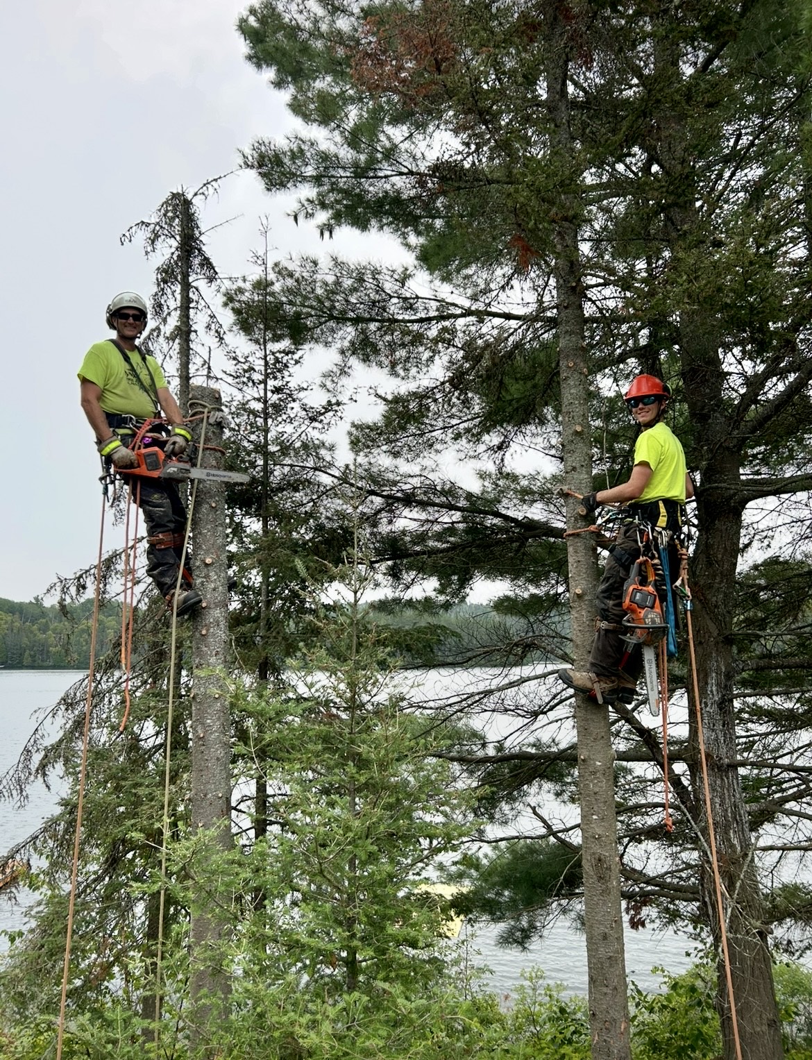 Lynx Tree Care — image46