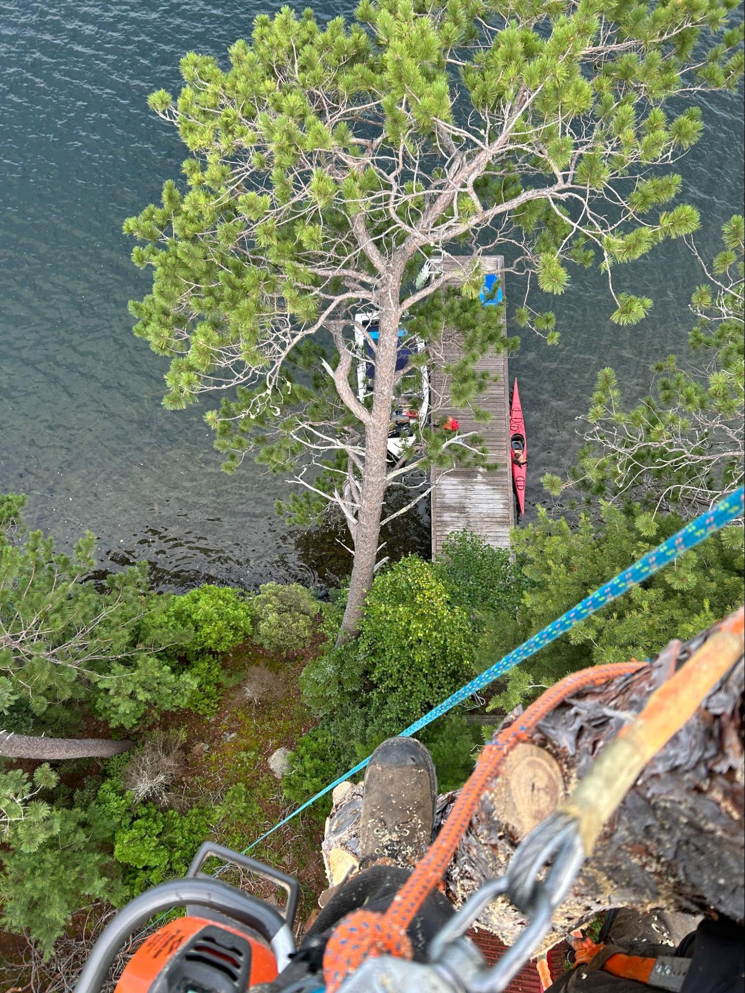 Lynx Tree Care — image47