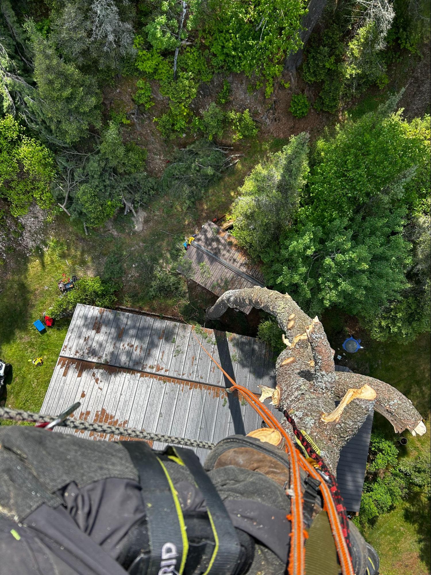 Lynx Tree Care — image49