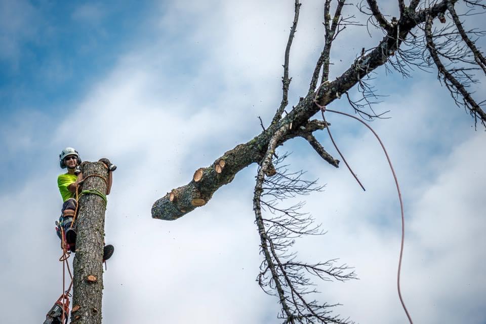 Lynx Tree Care — image50