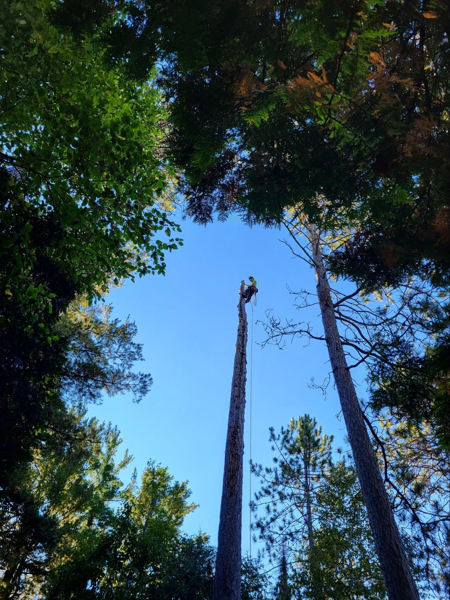 Lynx Tree Care — image51