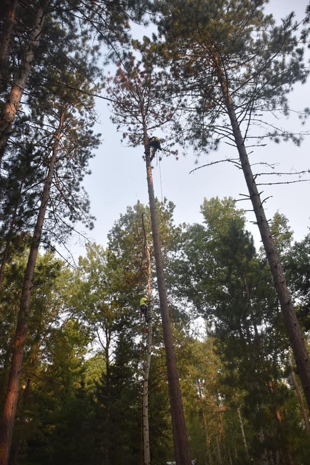 Lynx Tree Care — image53