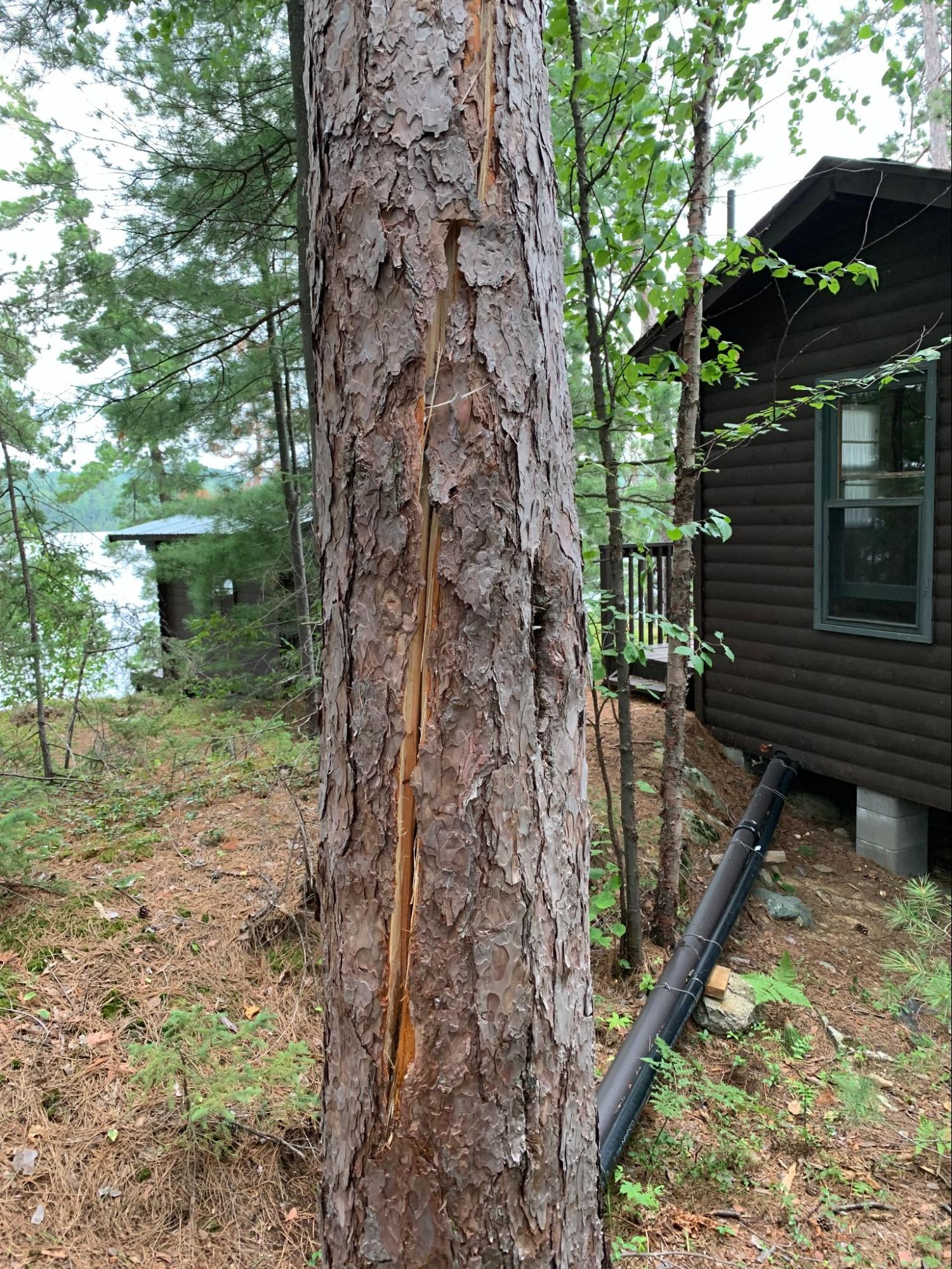 Lynx Tree Care — image60