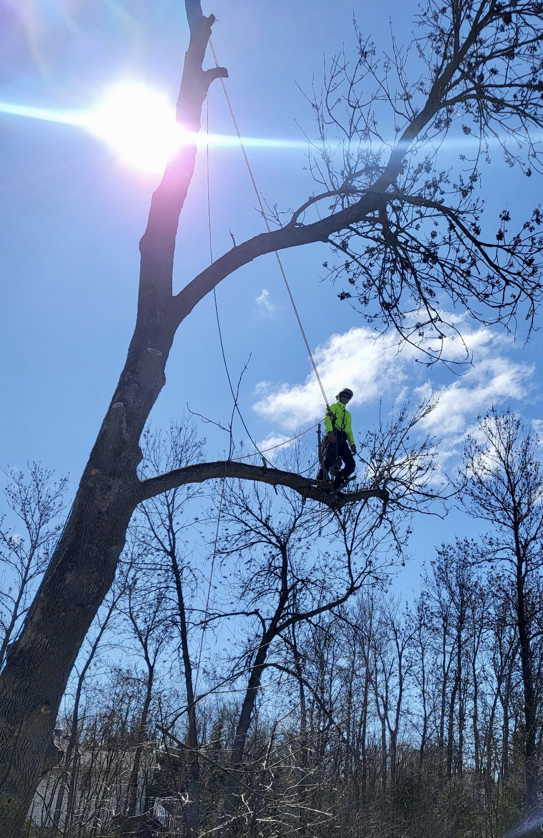 Lynx Tree Care — image61