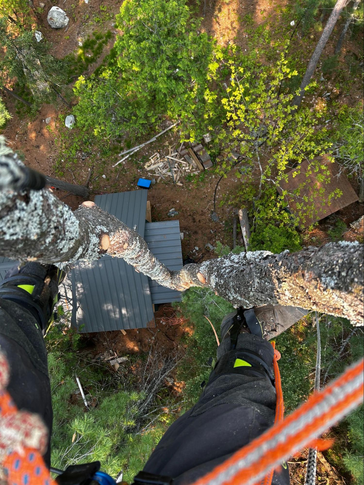 Lynx Tree Care — image62