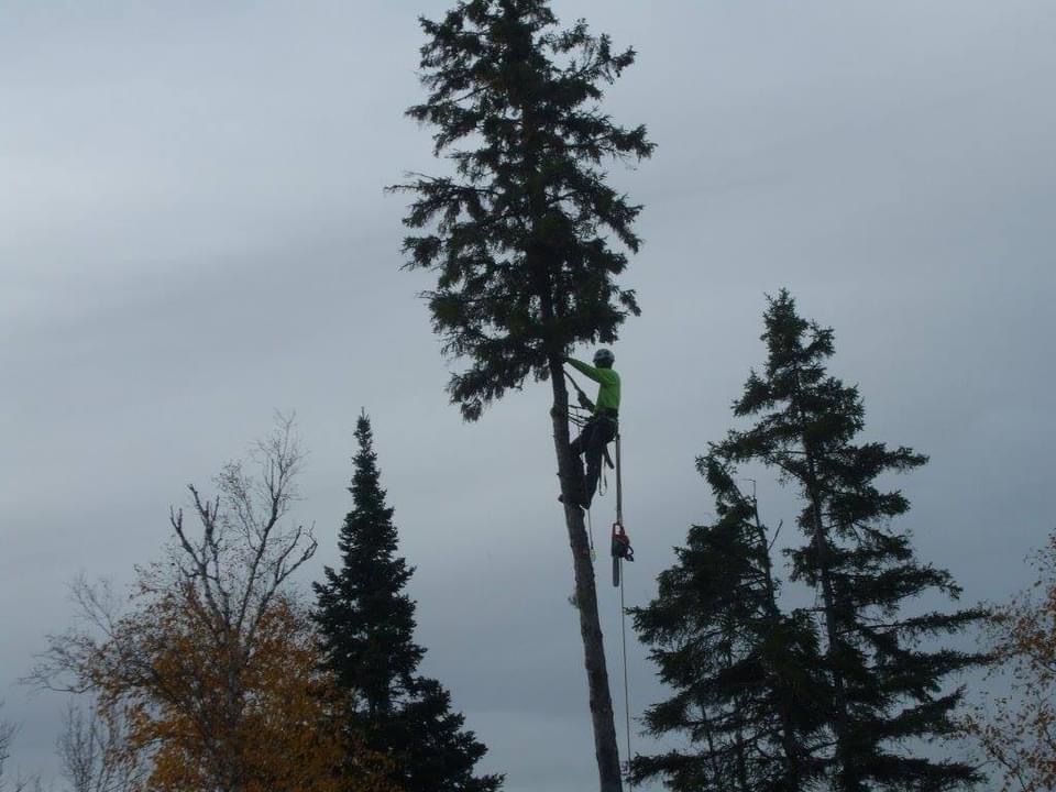 Lynx Tree Care — image63