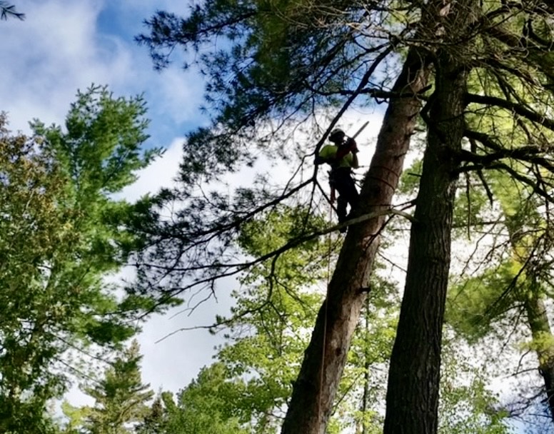 Lynx Tree Care — image7