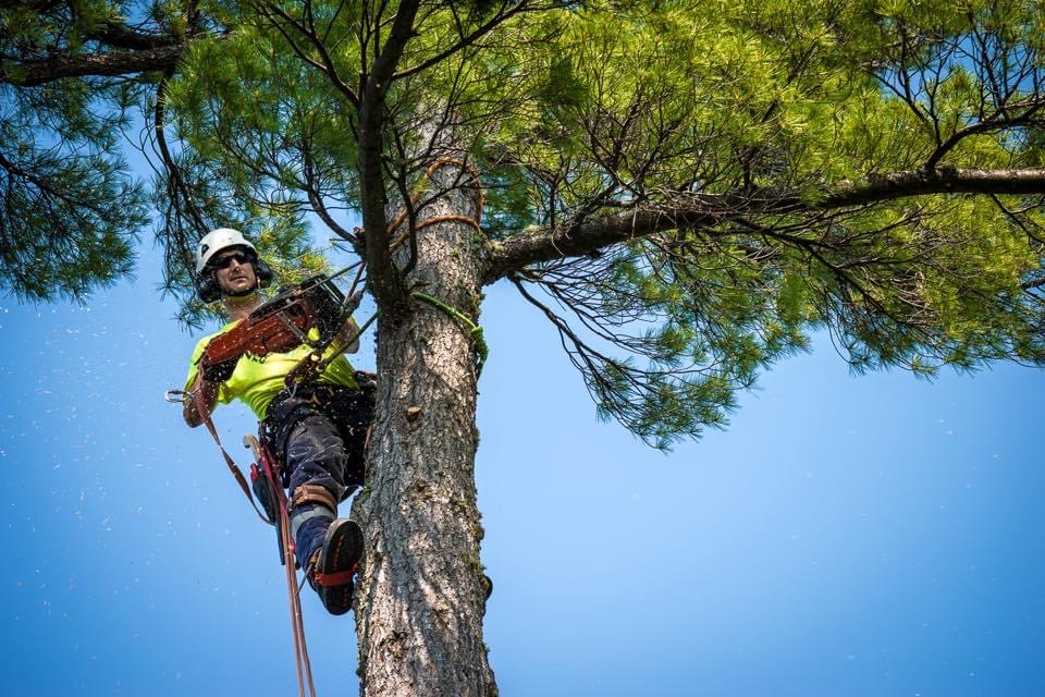 Lynx Tree Care — image70