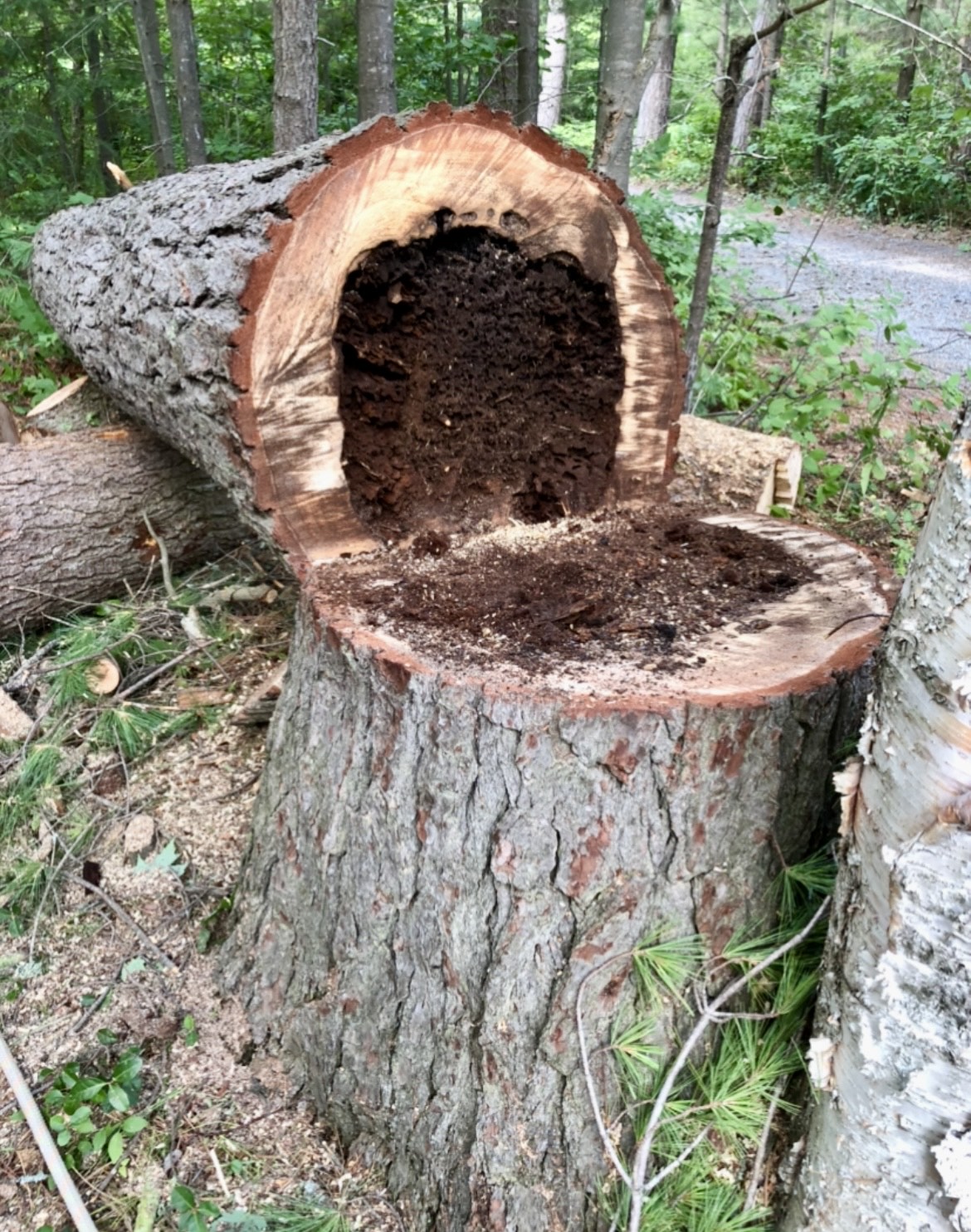 Lynx Tree Care — image71