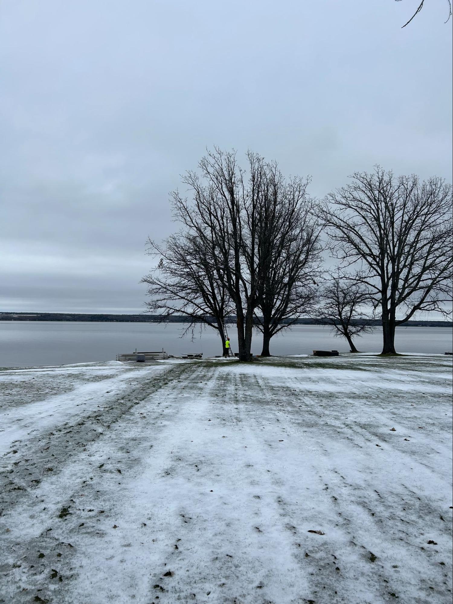 Lynx Tree Care — image73