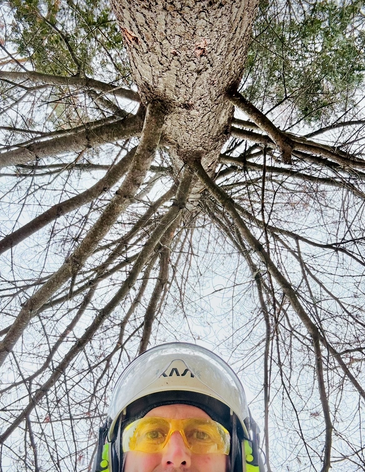 Lynx Tree Care — image74