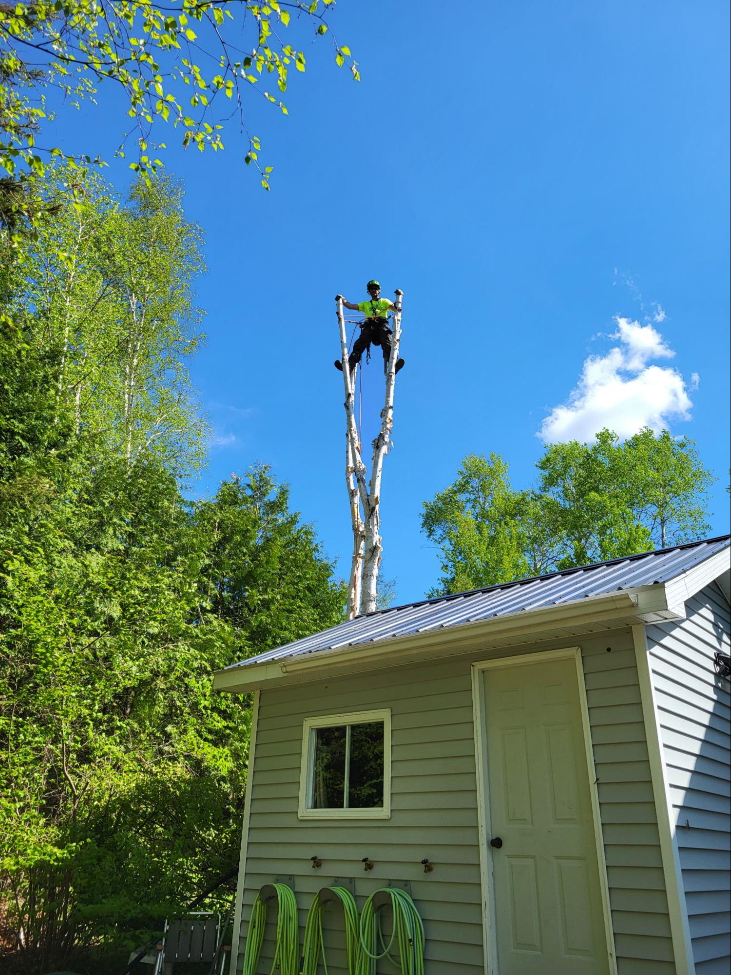 Lynx Tree Care — image8