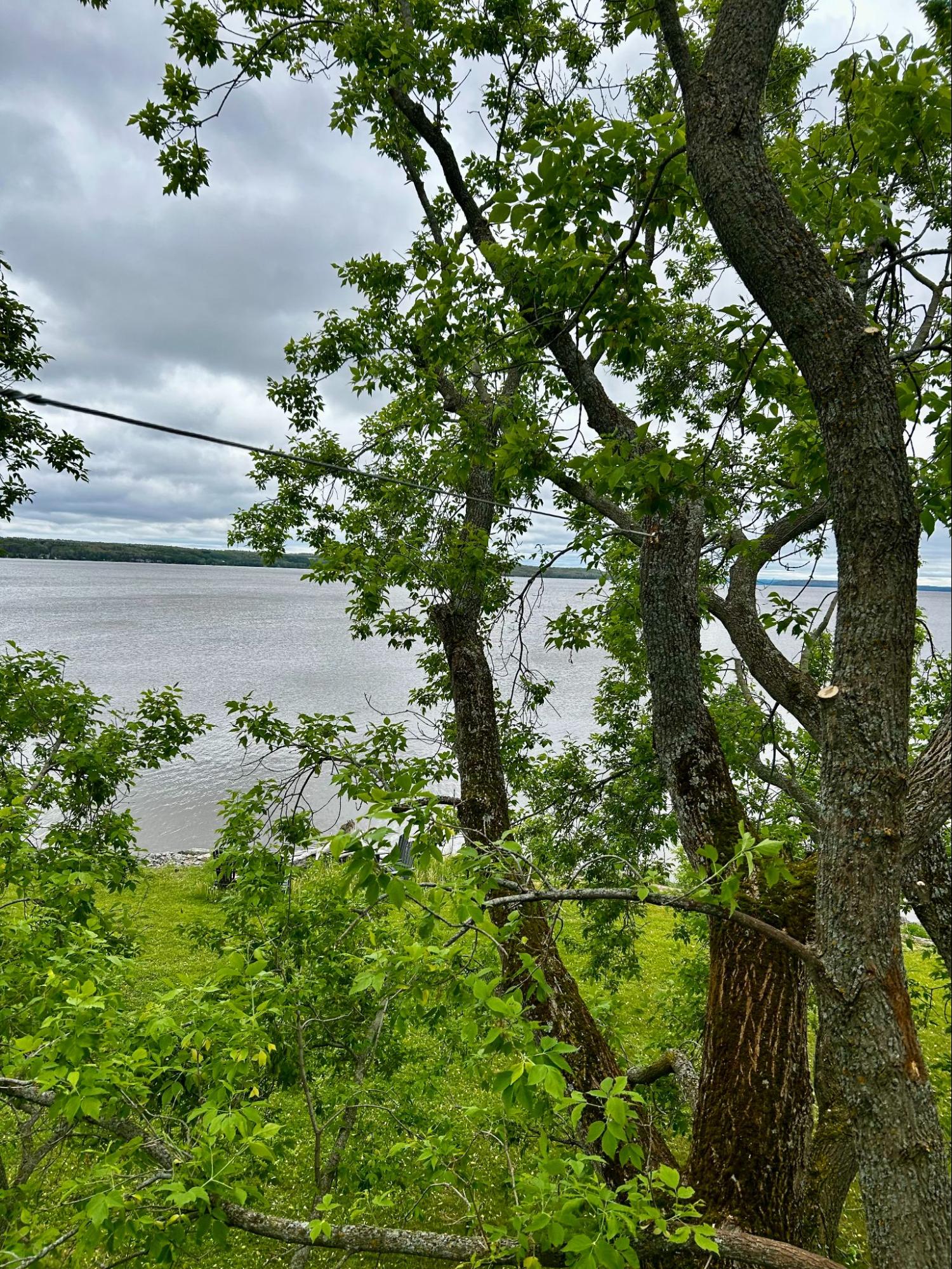 Lynx Tree Care — image9