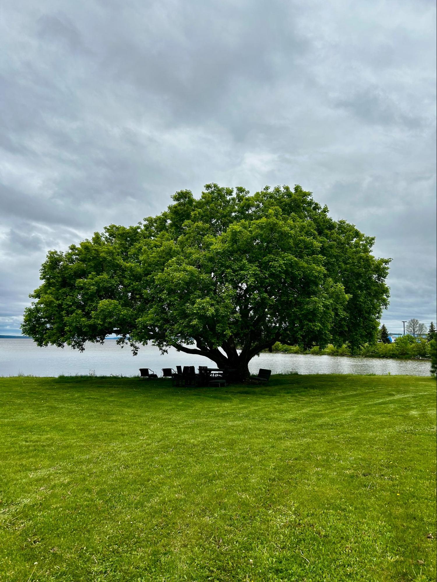 Tree pruning — Lynx Tree Care