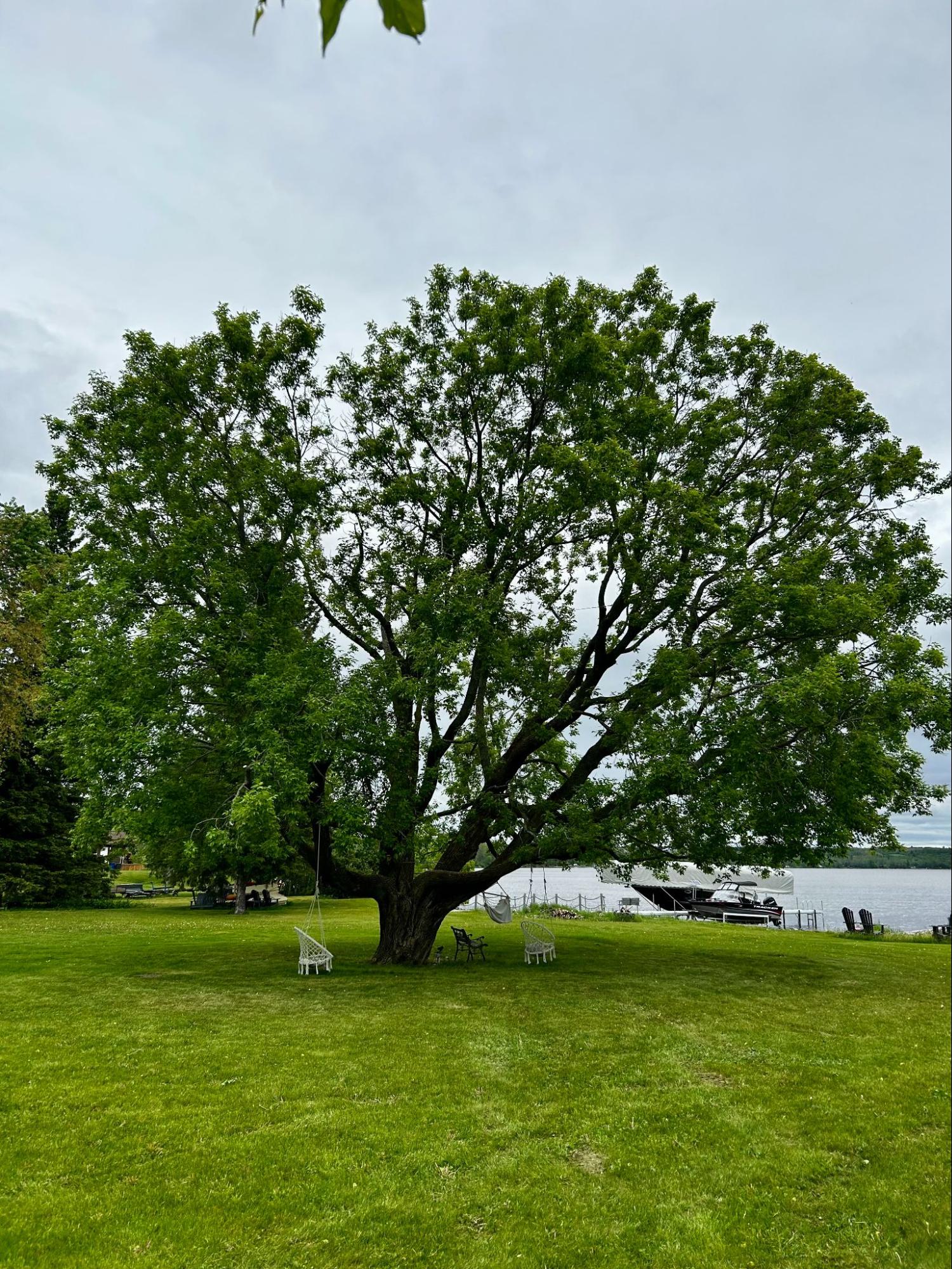 Tree pruning — Lynx Tree Care