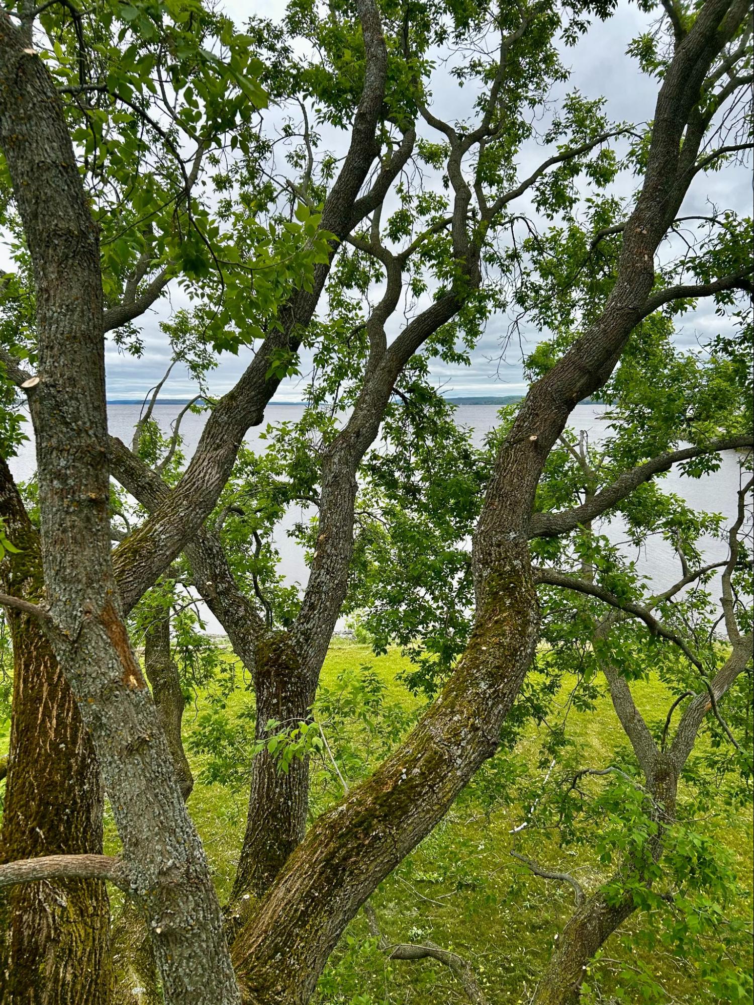 Tree pruning — Lynx Tree Care