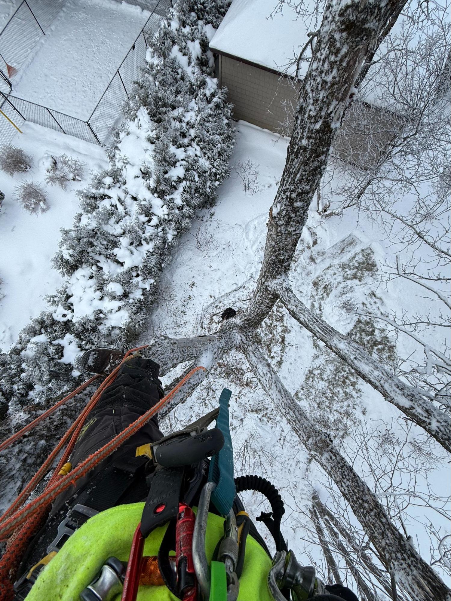 Remote and limited access tree work — Lynx Tree Care