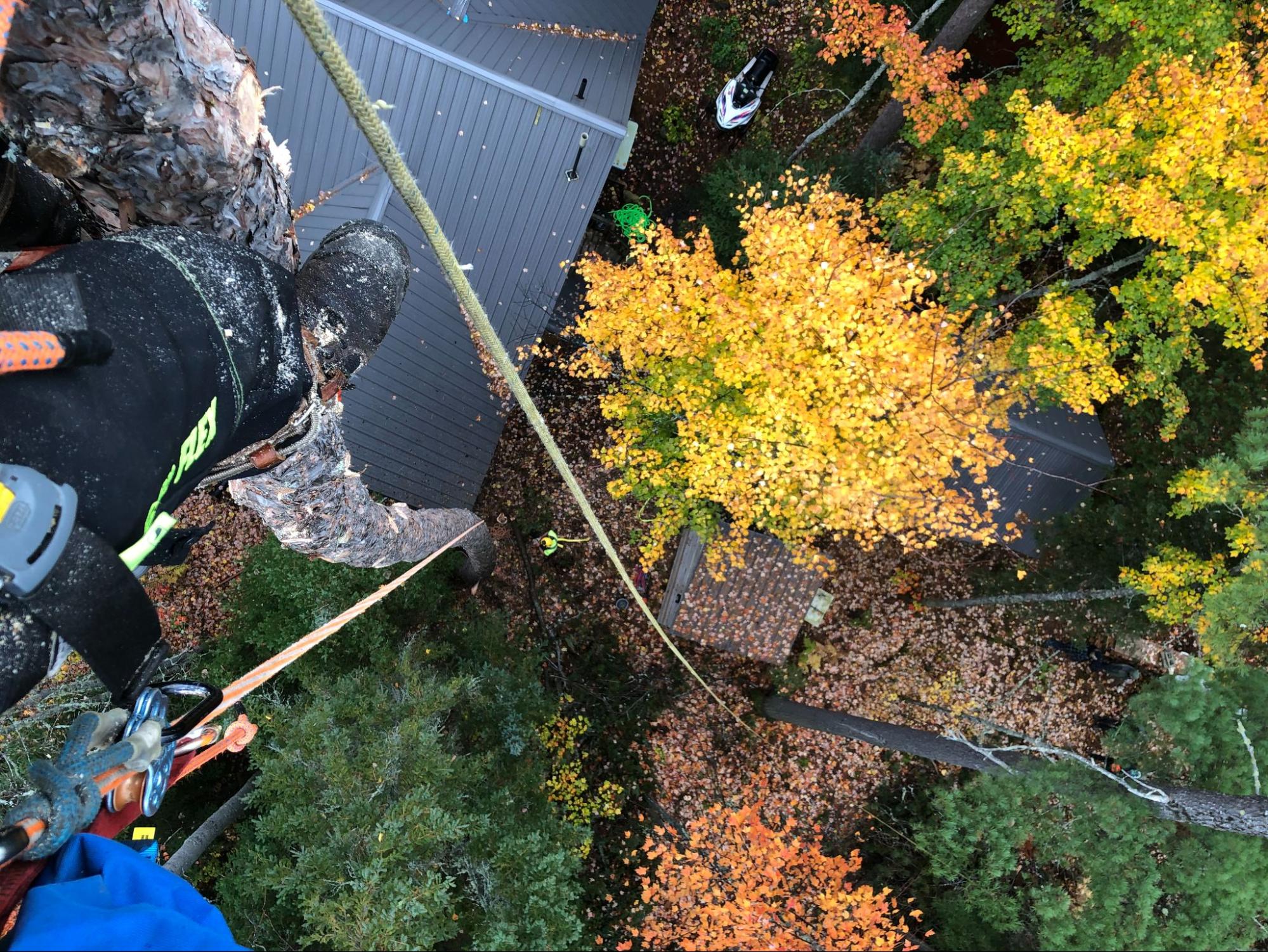 Remote and limited access tree work — Lynx Tree Care